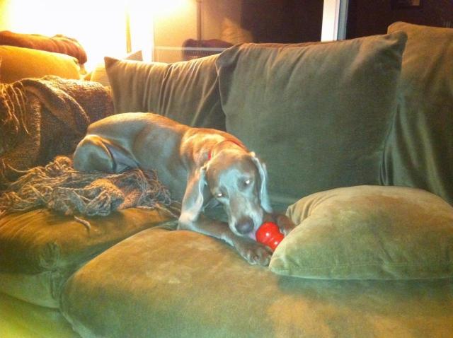 Annabelle likes Kongs